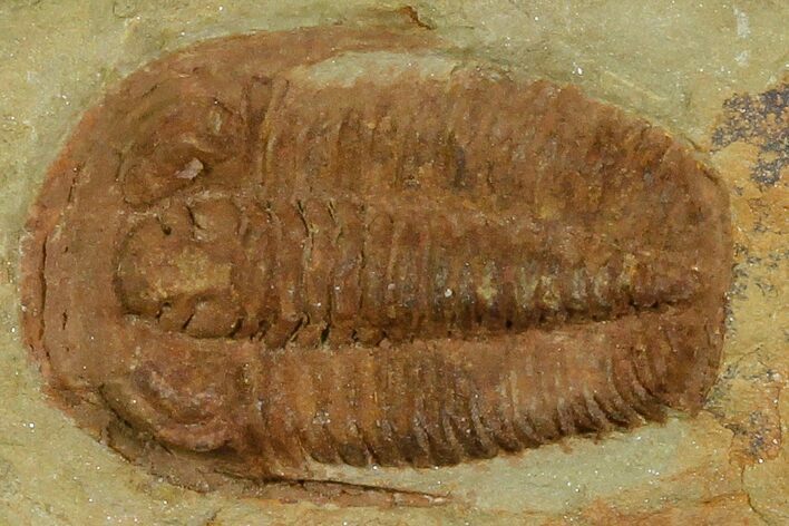 Ordovician Trilobite (Euloma) - Zagora, Morocco #120142